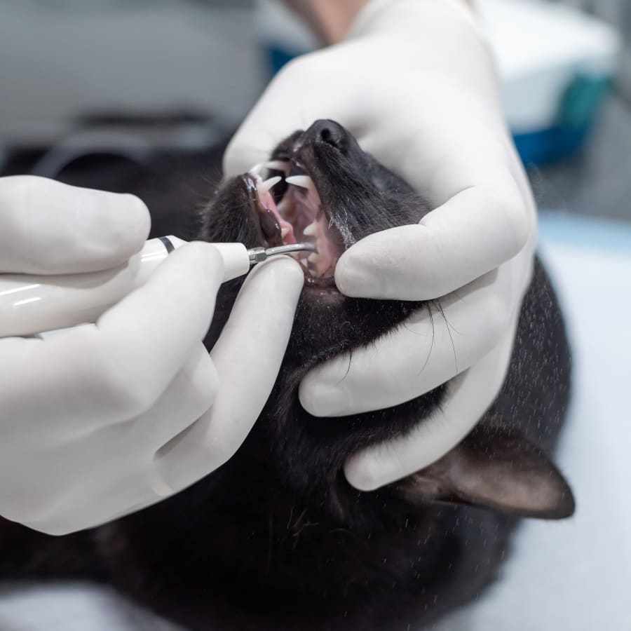 Pet Dental Care in Clovis