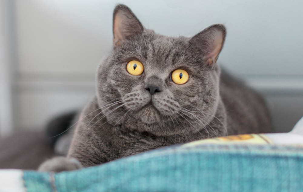 Family Pet Hospital | Clovis