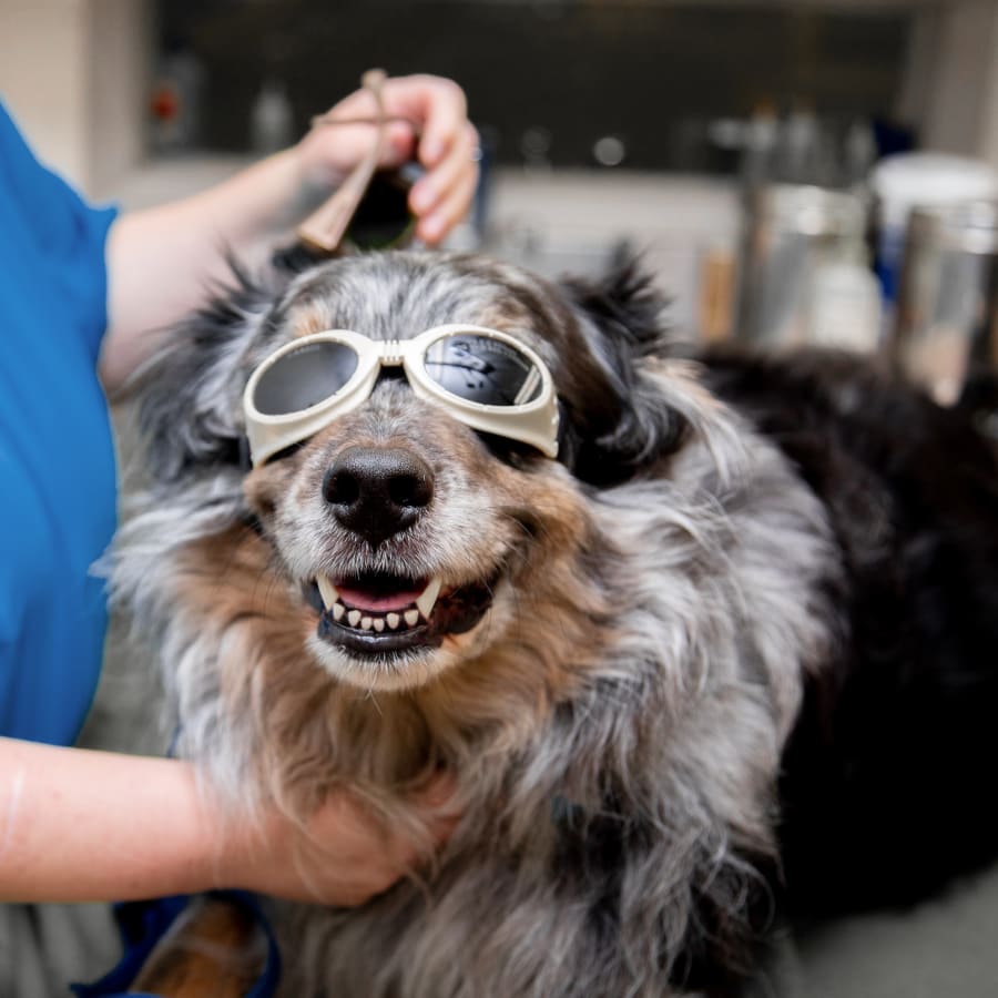 Cold Laser Therapy, Clovis Veterinarians